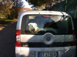 Ragù oggi sul Qubo, aspettando l'arrivo di Anna Maria