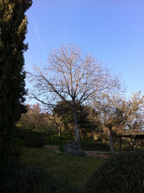 Il noce ormai spoglio. La gazza già se n'è andata...