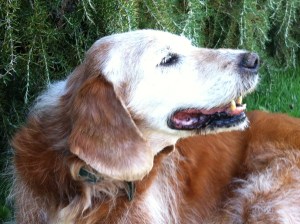 IMG_4125