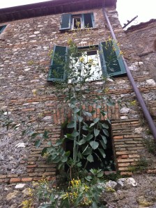 La pianta di senape che nasce dal davanzale