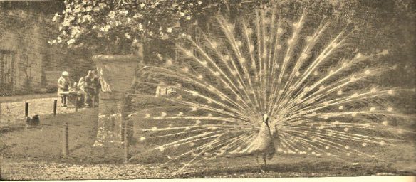 splendidi pavoni bianchi a villa sciarra