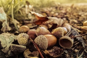 Le-Ghiande-un-tesoro-da-riscoprire