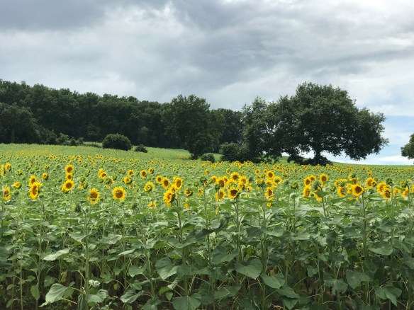 62D3AA78-C383-4374-B375-B63F6A17D540