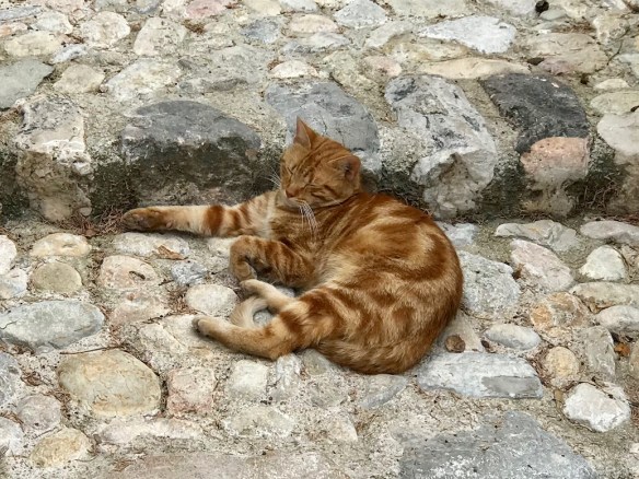 F107EEFE-5E5E-47E4-ACCC-5F80222625A2